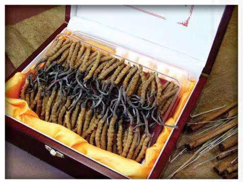 嵩明冬虫夏草回收